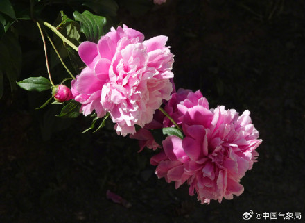 初夏浪漫！芍药花开清新又治愈！