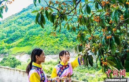 800多年野生枇杷古树长满果子 800多年野生枇杷古树长满果子