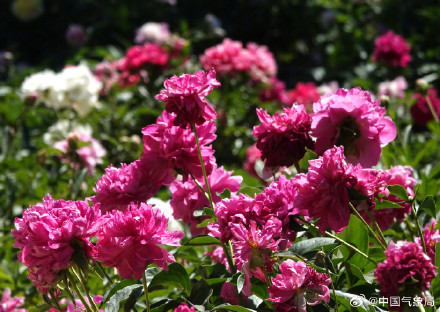 初夏浪漫！芍药花开清新又治愈！
