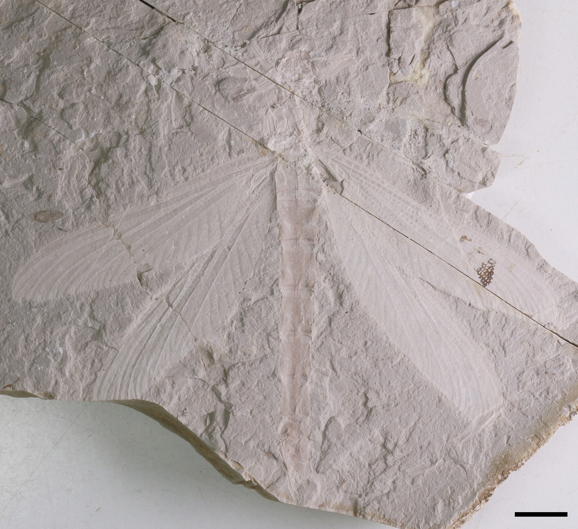 内蒙古发现优美蜓科完整化石 距今1.65亿年 内蒙古发现优美蜓科完整化石 距今1.65亿年