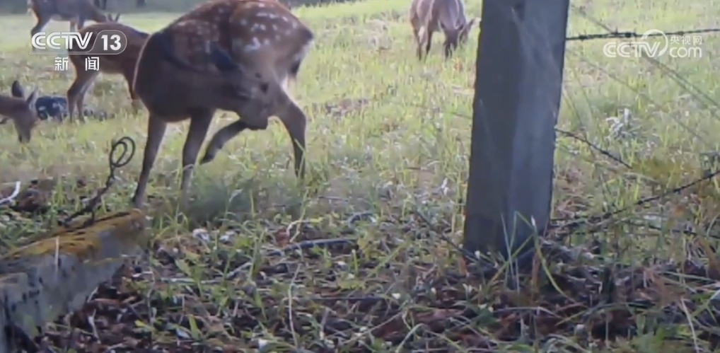中俄联合开展巡护 我国野生东北虎、东北豹种群数量逐年增长
