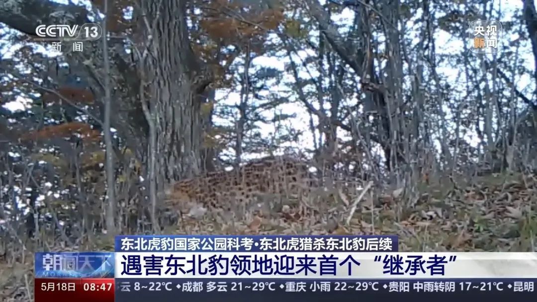73号东北豹遇害半年后，不明身份的它来了