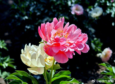 初夏浪漫！芍药花开清新又治愈！