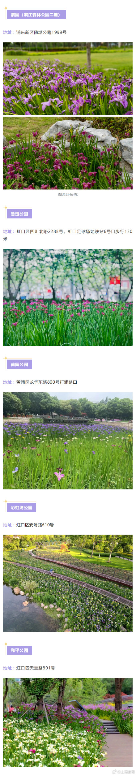 鸢尾绽放！一份上海鸢尾赏花地图请查收→