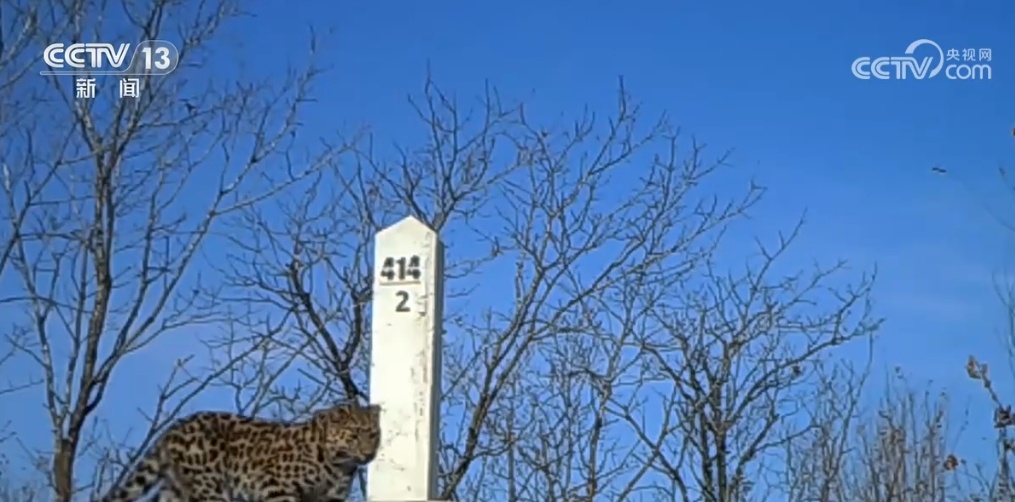 中俄联合开展巡护 我国野生东北虎、东北豹种群数量逐年增长