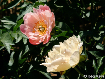 初夏浪漫！芍药花开清新又治愈！