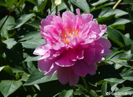 初夏浪漫！芍药花开清新又治愈！