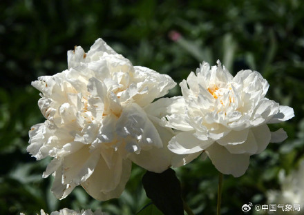 初夏浪漫！芍药花开清新又治愈！