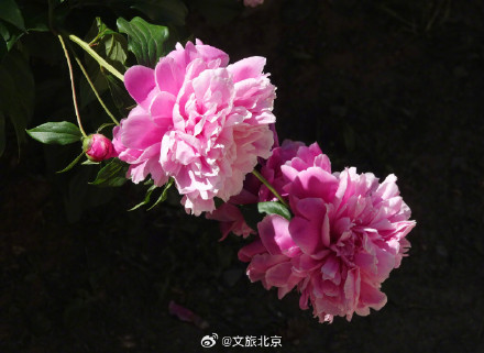 治愈！国家植物园芍药花开出初夏的浪漫
