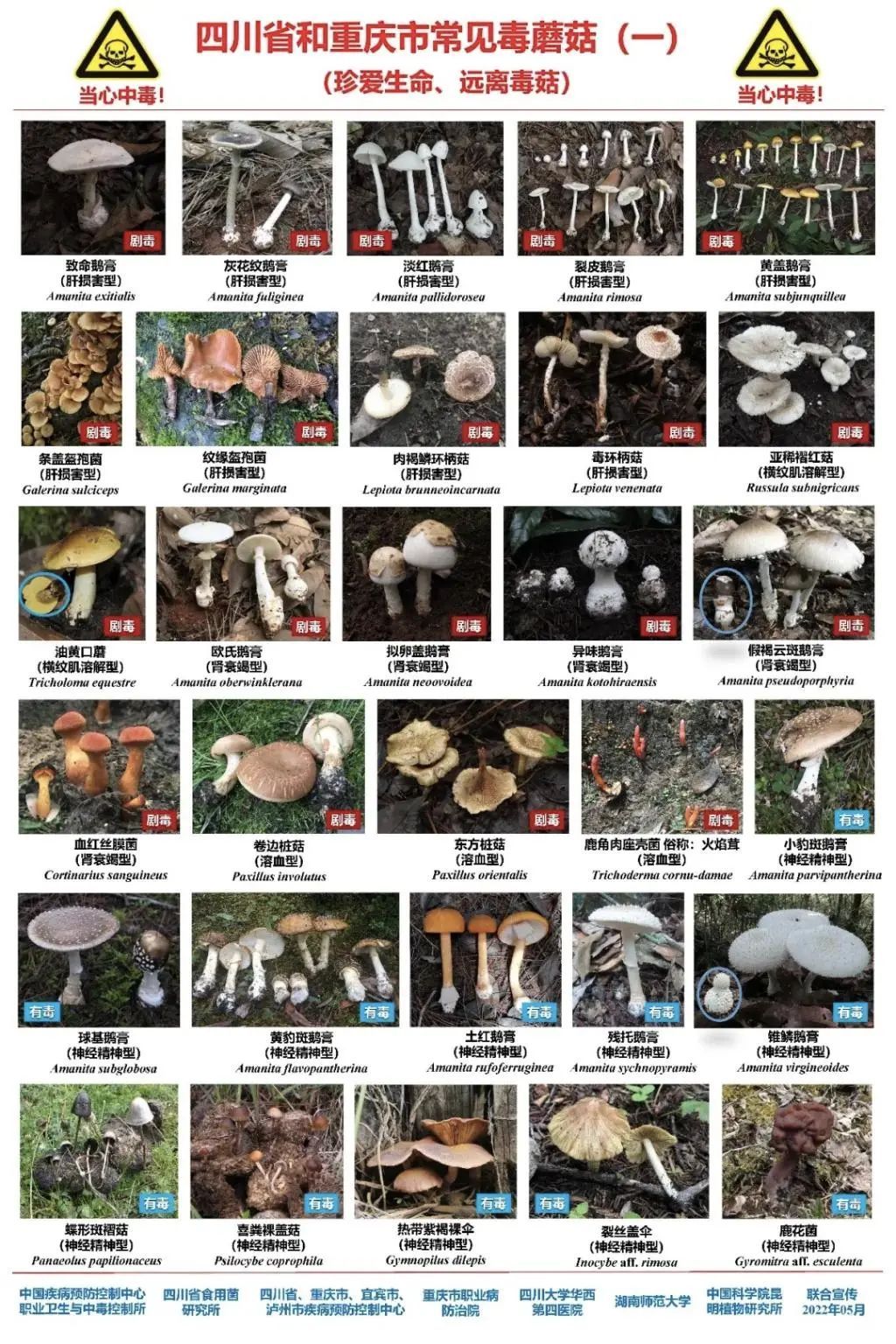 重庆疾控提示：这些蘑菇有毒，不采、不买、不食！