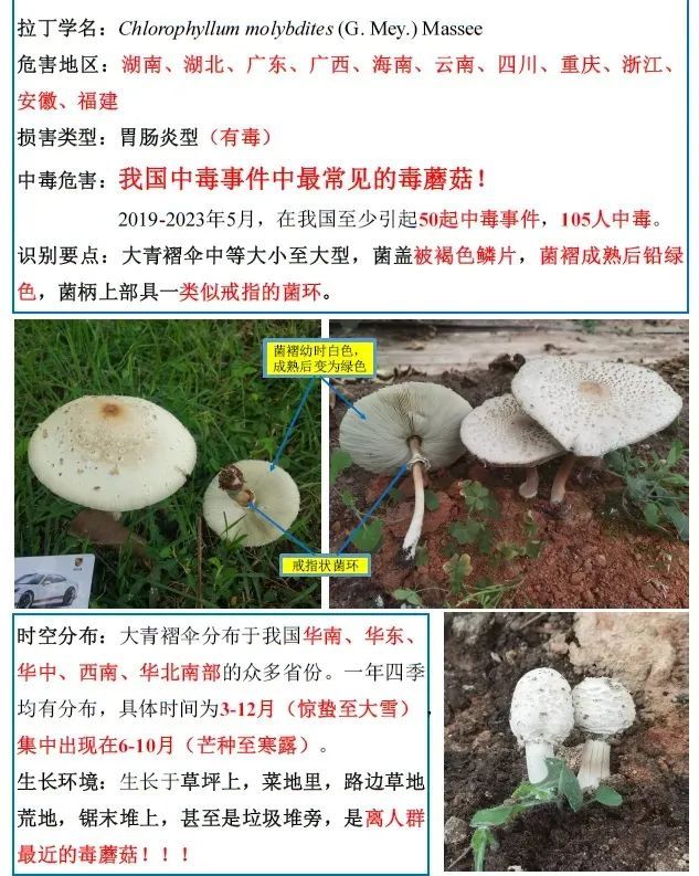 又到吃菌季!重庆疾控提示:川渝人警惕这些“毒蘑菇” 又到吃菌季!重庆疾控提示:川渝人警惕这些“毒蘑菇”