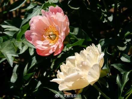 治愈！国家植物园芍药花开出初夏的浪漫