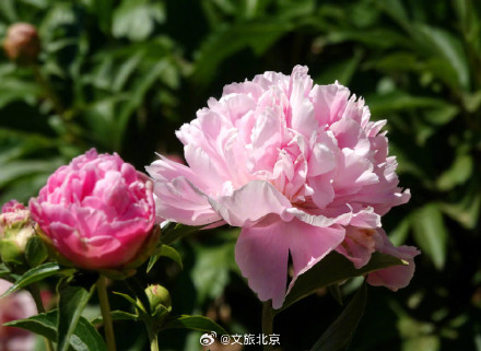 治愈！国家植物园芍药花开出初夏的浪漫