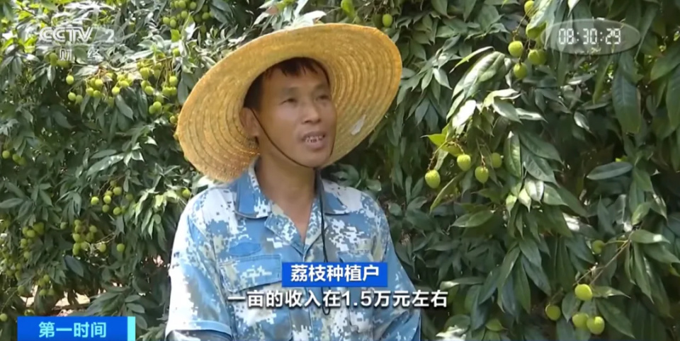 你爱吃的它,即将上市!还在树上就被买走?是啥这么火? 你爱吃的它,即将上市!还在树上就被买走?是啥这么火?