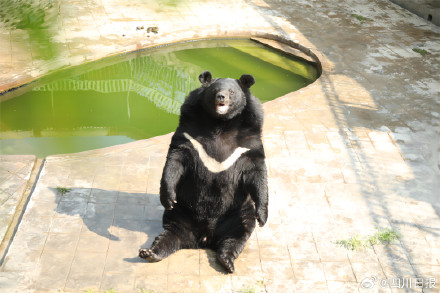 攀枝花豹警官耐克熊减肥失败