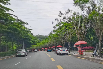 深圳本地荔枝减产,预计价格小幅上涨 深圳本地荔枝减产,预计价格小幅上涨