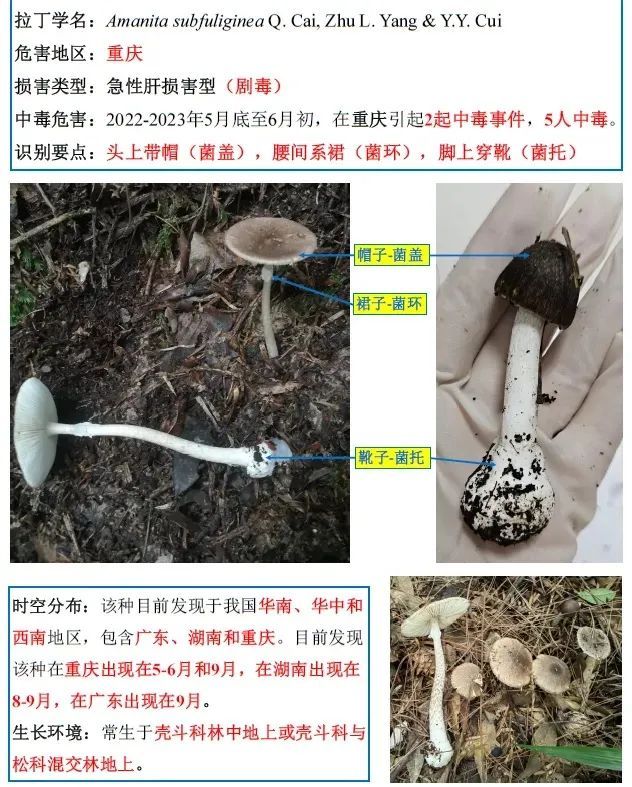 重庆疾控提示：这些蘑菇有毒，不采、不买、不食！