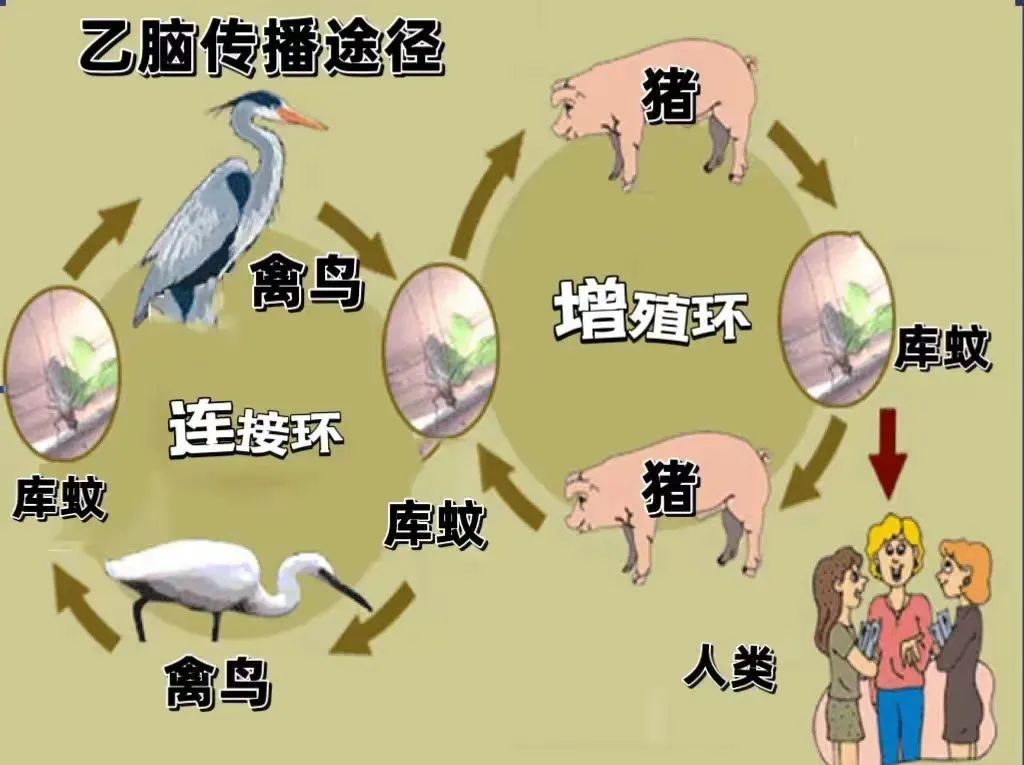 这种病近期冲上热搜！有人病发9天后死亡，初期症状像感冒，尚无特效药
