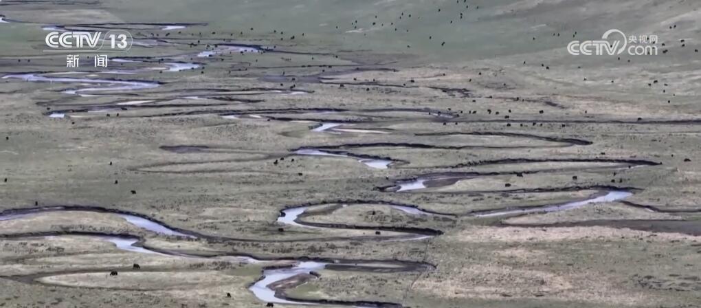 尕海湿地生态环境持续改善 候鸟蹁跹描绘诗意夏日美景