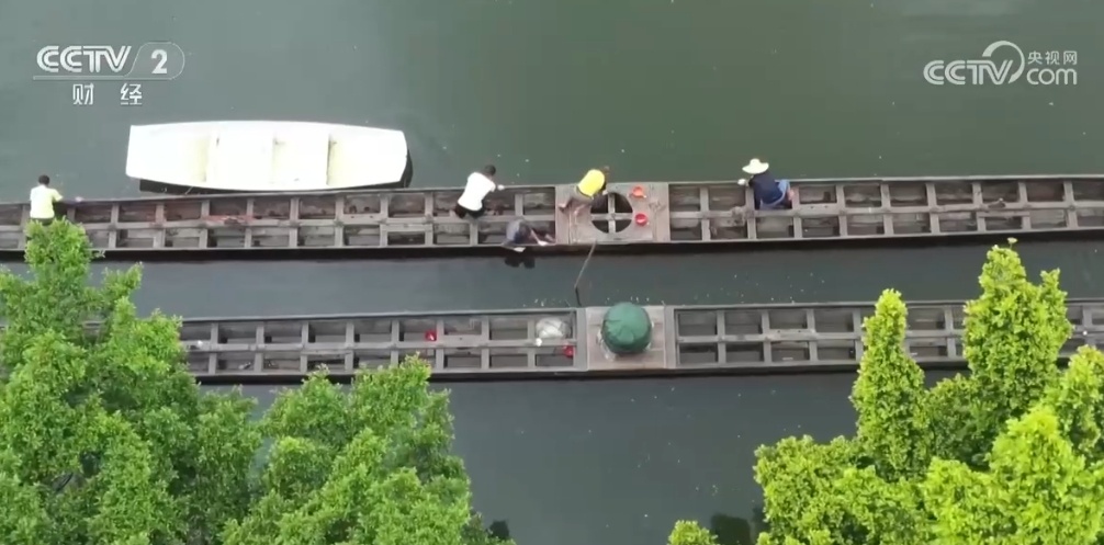 起龙仪式、夜训、苦练、非遗体验……龙舟文化成为中国独特“文化名片” 起龙仪式、夜训、苦练、非遗体验……龙舟文化成为中国独特“文化名片”