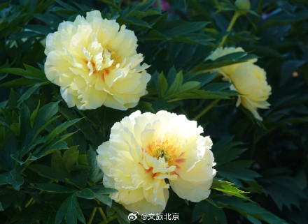 治愈！国家植物园芍药花开出初夏的浪漫