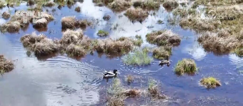 尕海湿地生态环境持续改善 候鸟蹁跹描绘诗意夏日美景