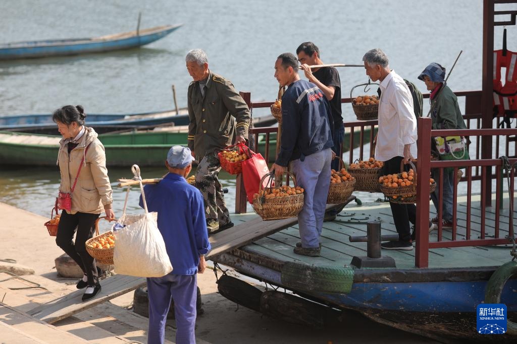 安徽黄山三潭枇杷成熟上市 安徽黄山三潭枇杷成熟上市