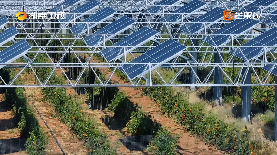 小伙在沙漠种树,造出一片蓝色的“海”! 小伙在沙漠种树,造出一片蓝色的“海”!