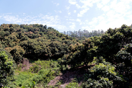 深圳本地荔枝减产,预计价格小幅上涨 深圳本地荔枝减产,预计价格小幅上涨