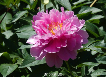 治愈！国家植物园芍药花开出初夏的浪漫