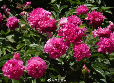 治愈！国家植物园芍药花开出初夏的浪漫