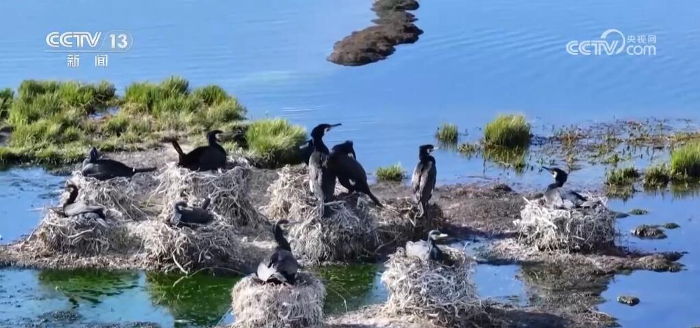 尕海湿地生态环境持续改善 候鸟蹁跹描绘诗意夏日美景