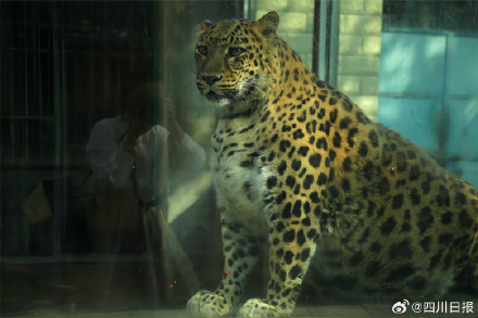 攀枝花豹警官耐克熊减肥失败