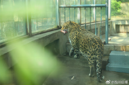 攀枝花豹警官耐克熊减肥失败