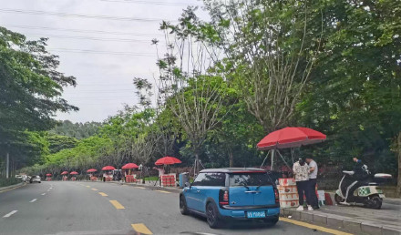 深圳本地荔枝减产,预计价格小幅上涨 深圳本地荔枝减产,预计价格小幅上涨