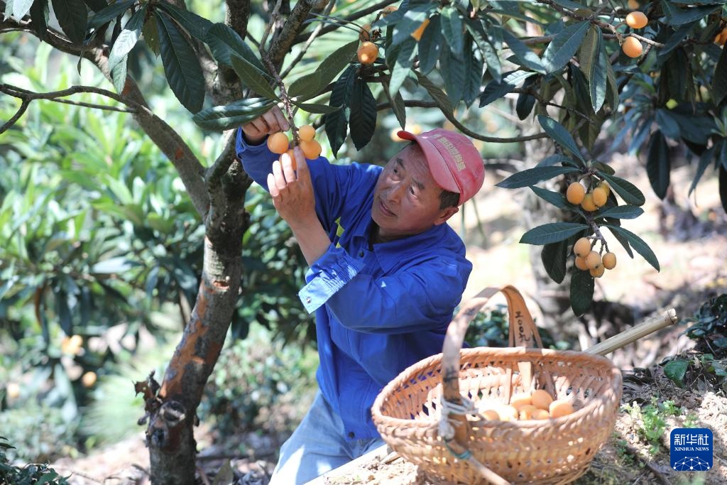 安徽黄山三潭枇杷成熟上市 安徽黄山三潭枇杷成熟上市