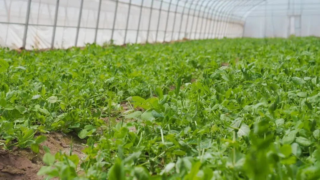 看完《我的阿勒泰》，想去新疆的心情达到顶峰！