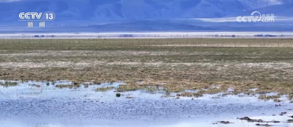 尕海湿地生态环境持续改善 候鸟蹁跹描绘诗意夏日美景
