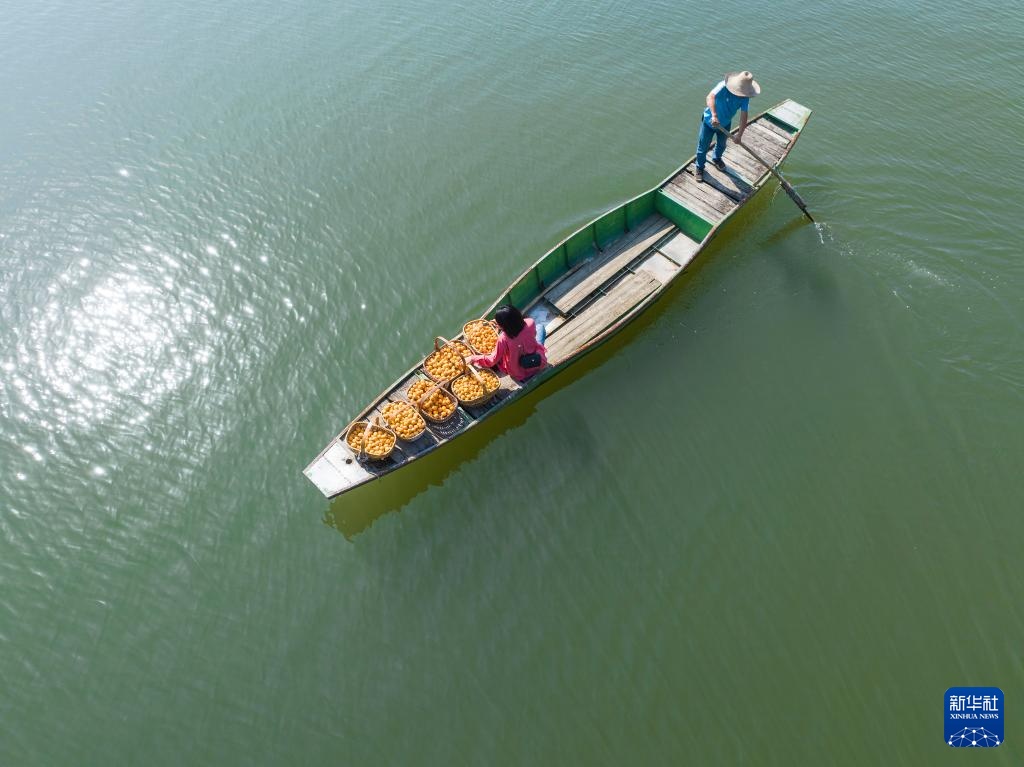 安徽黄山三潭枇杷成熟上市 安徽黄山三潭枇杷成熟上市