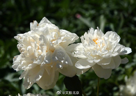 治愈！国家植物园芍药花开出初夏的浪漫