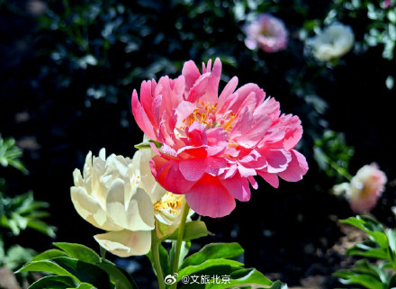 治愈！国家植物园芍药花开出初夏的浪漫