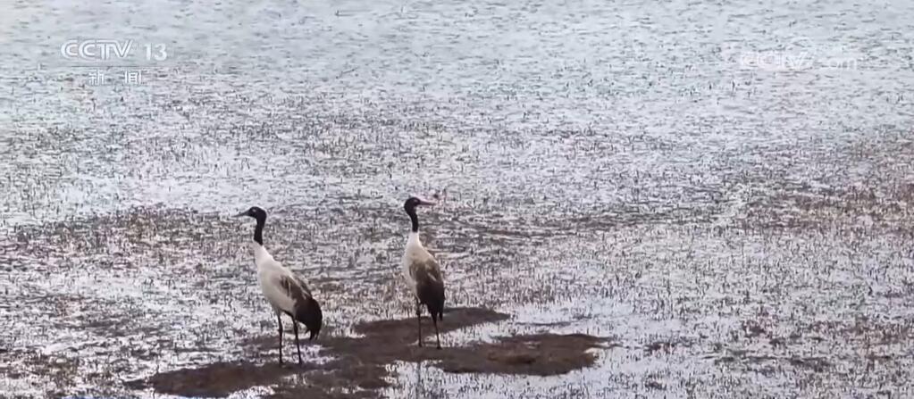 尕海湿地生态环境持续改善 候鸟蹁跹描绘诗意夏日美景