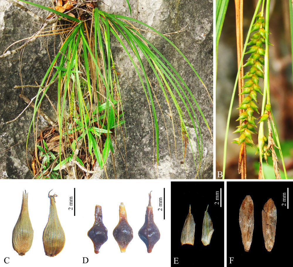 广西发现莎草科薹草属植物新种 广西发现莎草科薹草属植物新种
