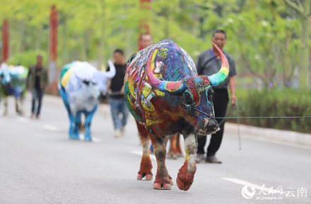 云南普洱牛体彩绘五彩斑斓