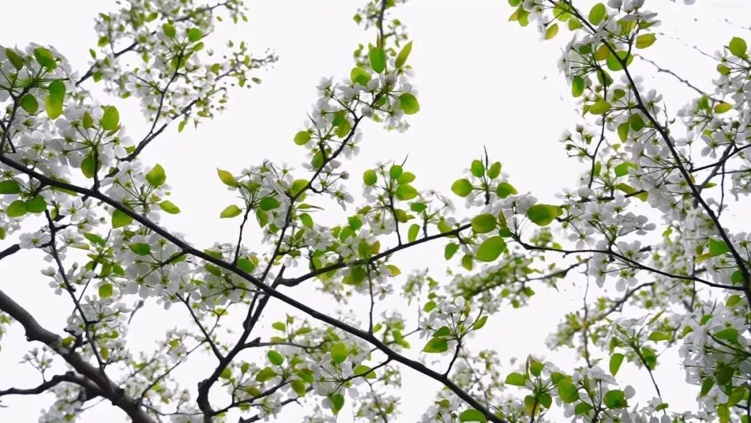 小满:万物始茂 盈而未满 小满:万物始茂 盈而未满