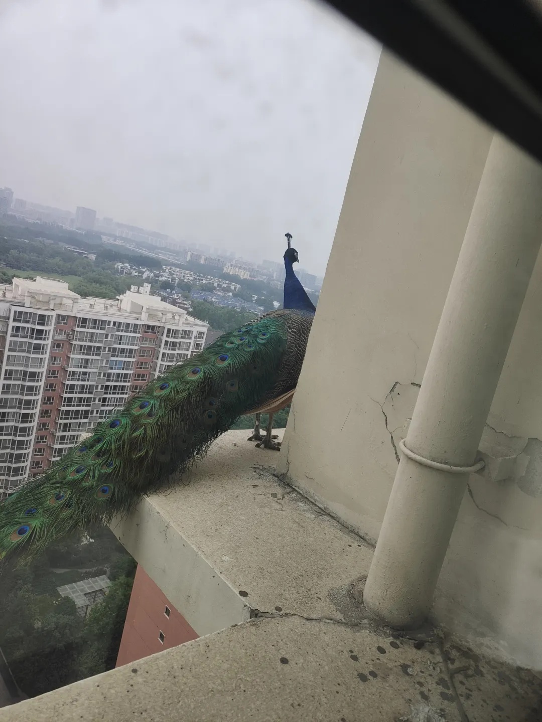 “窗外来了贵客”！24楼窗外惊现蓝孔雀，市民好奇：它咋上来的？