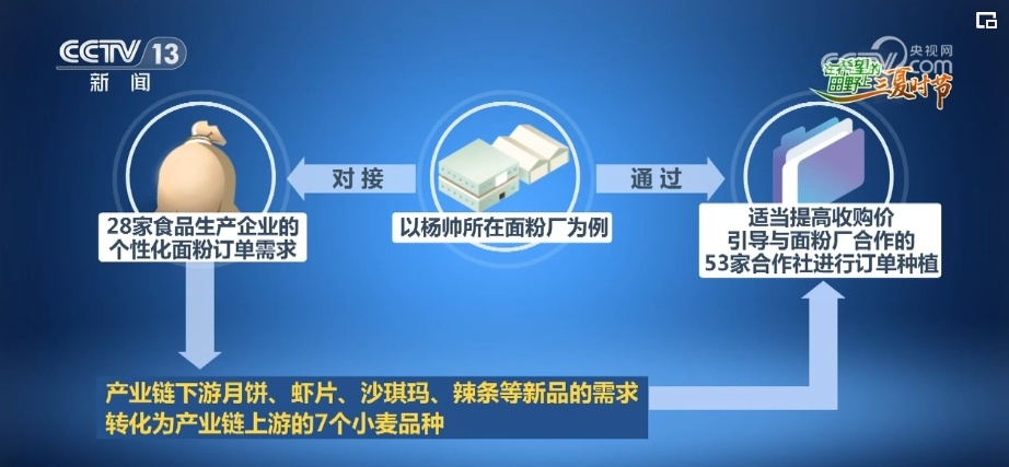 感知“三夏”变化!吃好吃健康 “小麦之乡”的多彩小麦颜值高、有内涵 感知“三夏”变化!吃好吃健康 “小麦之乡”的多彩小麦颜值高、有内涵