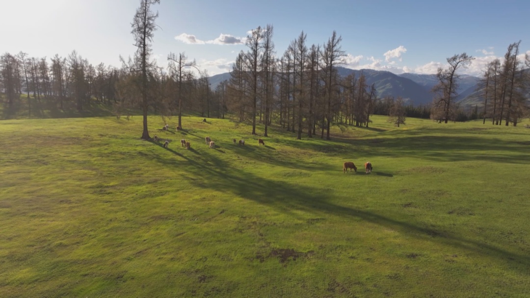 阿勒泰火了！如何接住泼天的富贵？