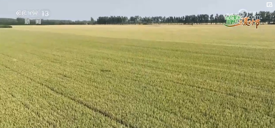 感知“三夏”变化!吃好吃健康 “小麦之乡”的多彩小麦颜值高、有内涵 感知“三夏”变化!吃好吃健康 “小麦之乡”的多彩小麦颜值高、有内涵