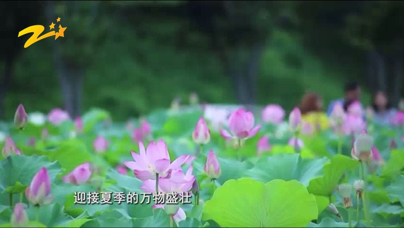 小满时节,宜吃这些食物 小满时节,宜吃这些食物